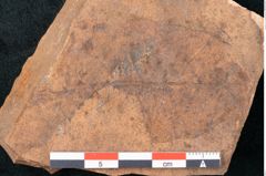 Foto (Detailansicht) von Ficus sagoriana Ettingshausen (NHMW-GEO-2024-0188-7982)